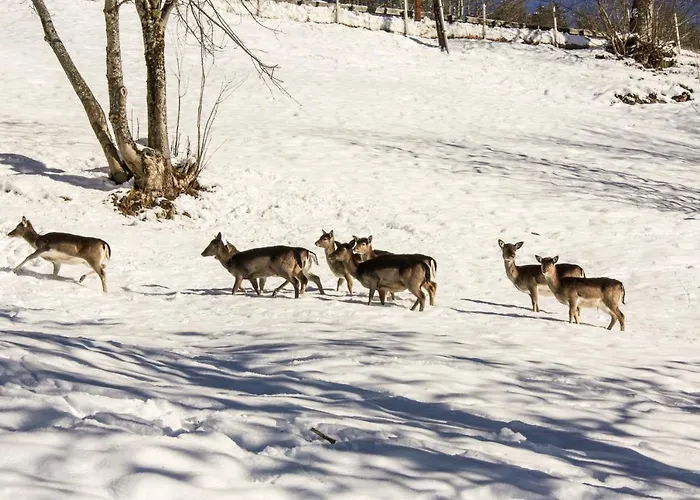 Panorama Reich شقة *