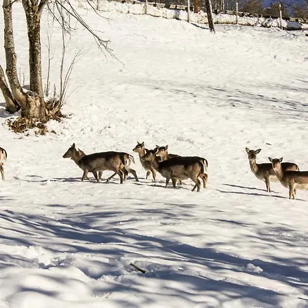 Panorama Reich Daire *