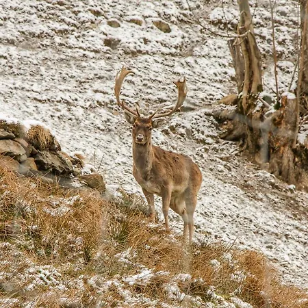 Daire Panorama Reich *